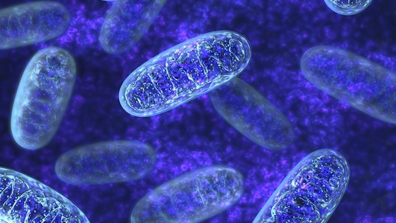 [Article] Cell health and Mitochondria - every athlete needs to know this!